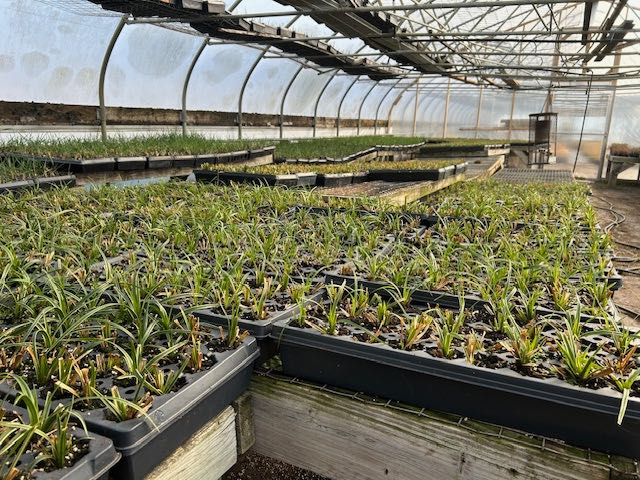 Greenhouse