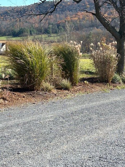 Field of Tall Ornamental Grass