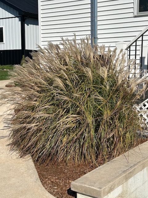 Ornamental Grass