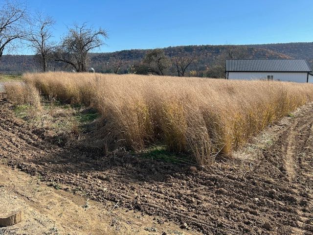 Field of Tall Ornamental Grass