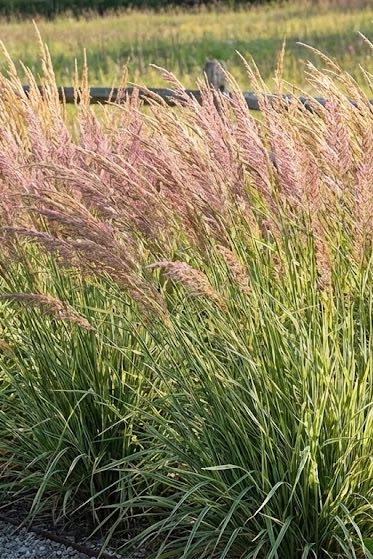 Calamagrostis Feather Reed – Overdam