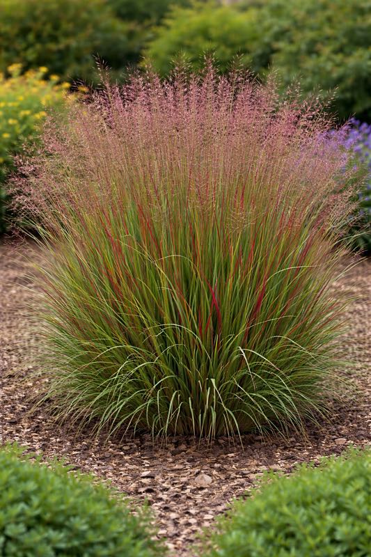 Panicum Switch Grass - Rotstrahlbusch